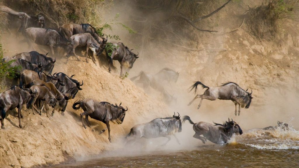 Great migration